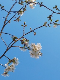 春光、日々に新たなり　” Spring sight is shining day by day”