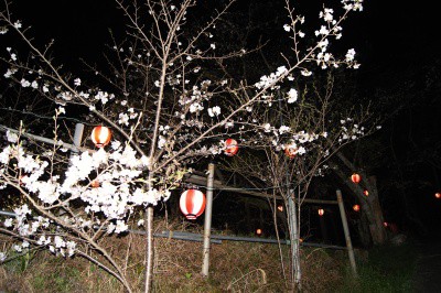 城山公園の夜桜