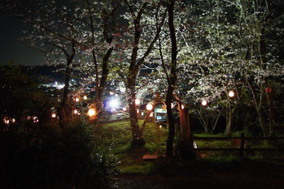 城山公園の夜桜