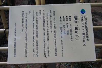 龍潭寺のご神木