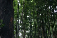 龍潭寺のご神木