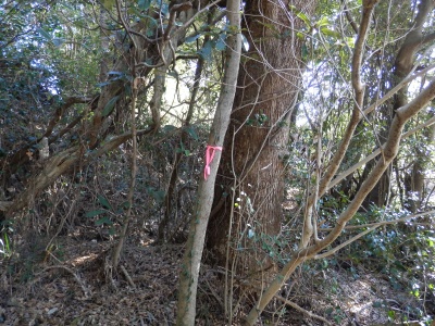 榎の僧正