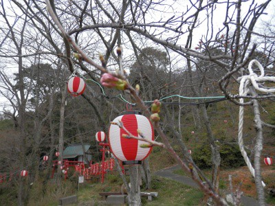 城山公園の桜