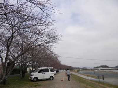 都田堤の桜
