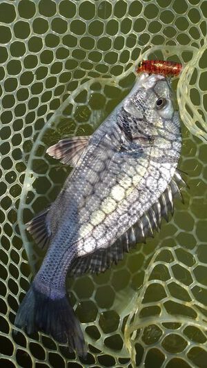１０月１２日（土）浜名湖チヌトップ