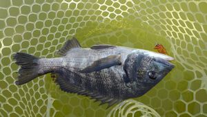 １０月１２日（土）浜名湖チヌトップ