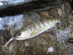４月８日（土）天竜川支流アマゴ釣り