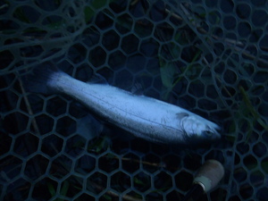 令和元年５月１日（水）浜北大橋ニジマス釣り広場