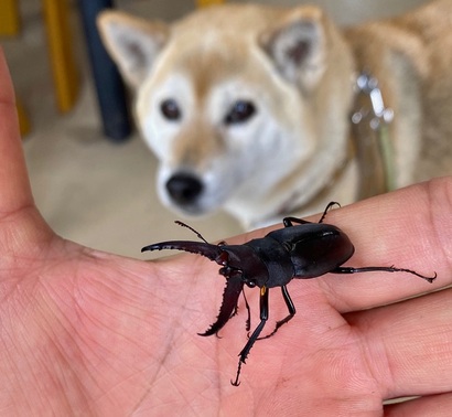 梅雨であっても地球温暖化にしては涼しい日々が続いておりますが突然の暑さに注意を！我社では夏を確信する希少な訪問者が！！