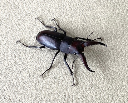 梅雨であっても地球温暖化にしては涼しい日々が続いておりますが突然の暑さに注意を！我社では夏を確信する希少な訪問者が！！