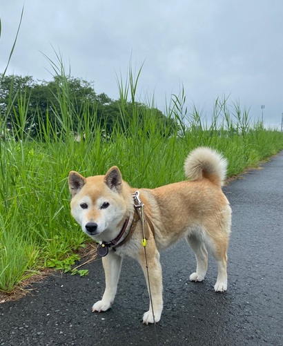雨が止んでいた朝に空模様を見ながら出発をした愛犬ヨコネとの散歩！大正解は大正解でもまた直ぐに・・・