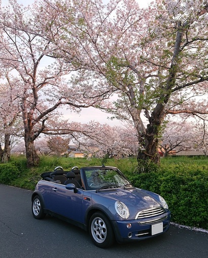 あっという間！もう終わりと言った地元の宇刈川の堤防沿いの桜並木は本日も桜吹雪が楽しめます！インスタグラムも是非♪