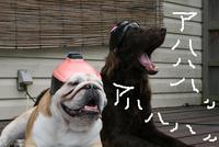 笑っちゃうような・・・ 2013/07/06 12:24:44
