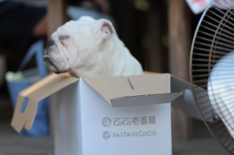 飛行犬撮影会♪