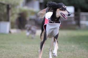 犬種別サービスデー♪