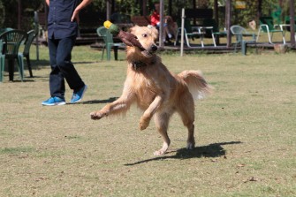 続・３連休のワンコ♪