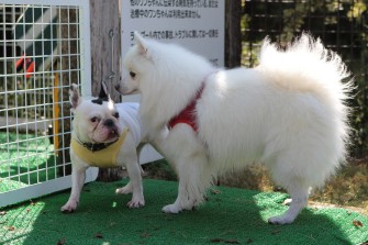 続・３連休のワンコ♪