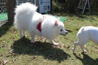 続・３連休のワンコ♪