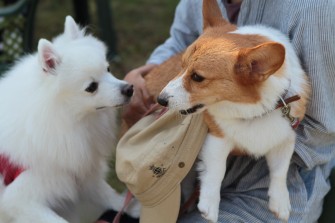 続・３連休のワンコ♪