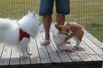 続・３連休のワンコ♪