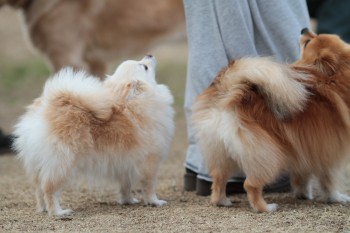 小は大より・・・