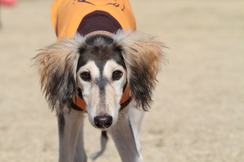 小は大より・・・