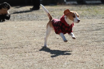 小は大より・・・