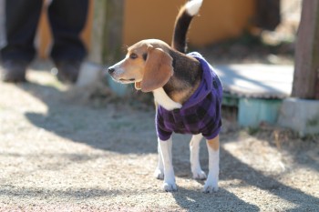 小は大より・・・