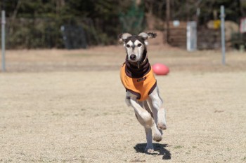 小は大より・・・