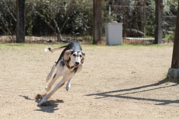 週末のワンコ♪
