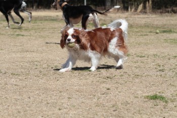 週末のワンコ♪