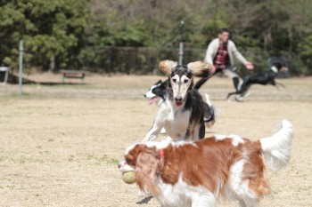 週末のワンコ♪
