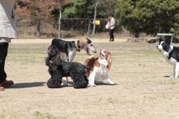週末のワンコ♪