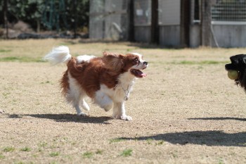週末のワンコ♪