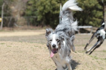 週末のワンコ♪
