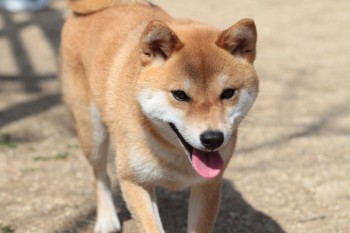 週末のワンコ♪