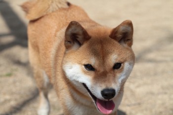 週末のワンコ♪