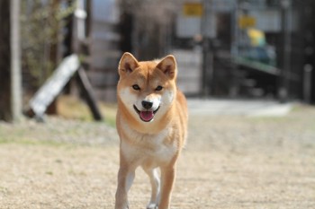 週末のワンコ♪