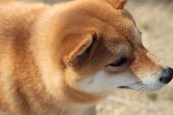 週末のワンコ♪