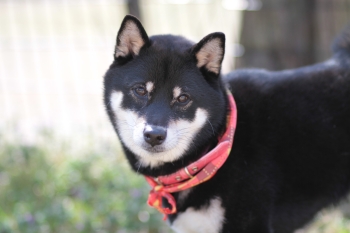 週末のワンコ♪