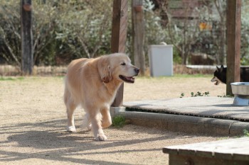 週末のワンコ♪