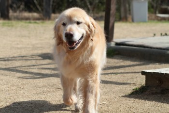 週末のワンコ♪