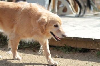 週末のワンコ♪