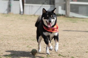 週末のワンコ♪