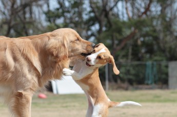ハナセヨ・・・