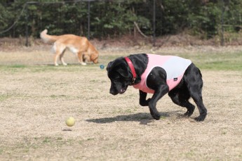 続・週末のワンコ♪