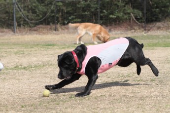 続・週末のワンコ♪