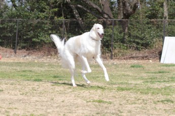 続・週末のワンコ♪
