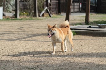 続・週末のワンコ♪