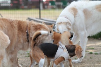 続・週末のワンコ♪